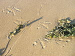 JT00014 Bird tracks between seaweed.jpg